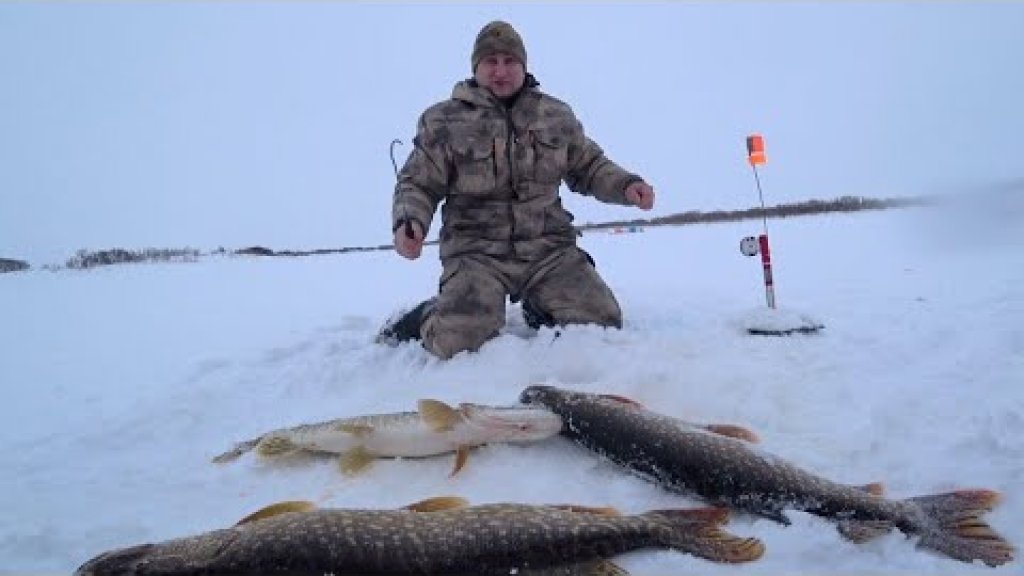 Шок мешок щуки с одной лунки /  рыбалка жерлицами на крайнем севере / отдых на избе / winter fishing