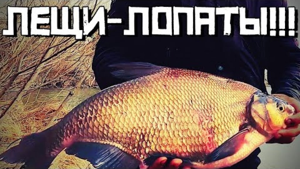 В Сазаньем месте клюют лещи - лопаты! А будет ли трофей? В Сазаньем месте клюют лещи - лопаты! А будет ли трофей?