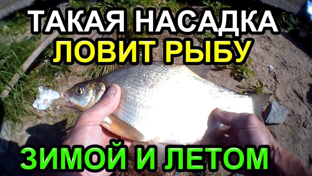 Вся рыба клюёт зимой и летом | كل لدغة السمك في الشتاء والصيف|  All fish bite in winter and summer
