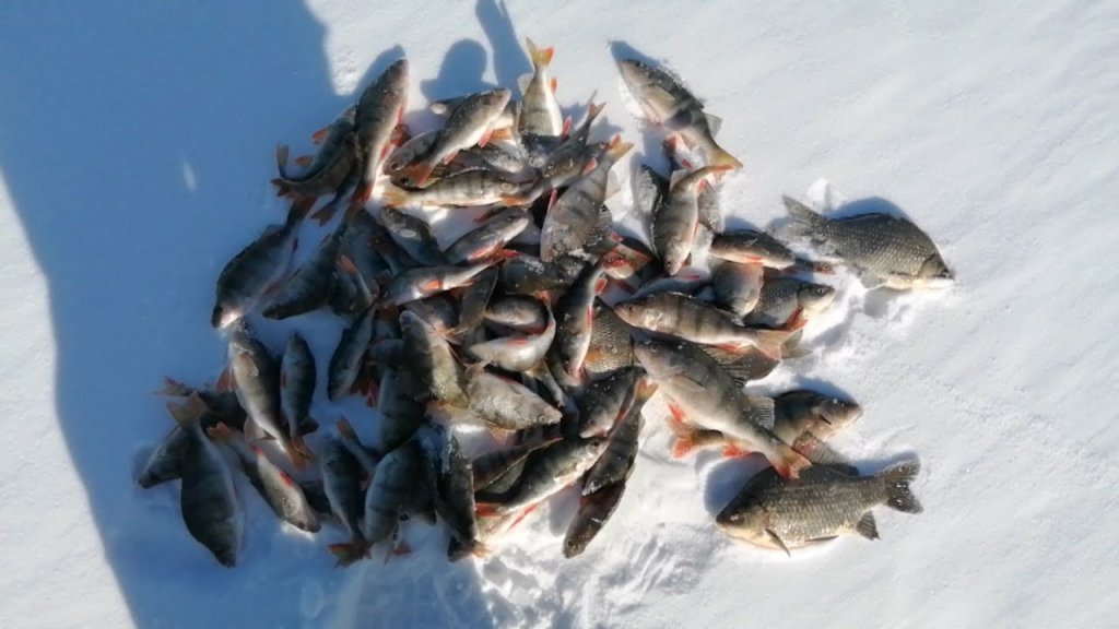 Попал на раздачу окуней, даже крючки ломаются на мормышке. Ловля окуня в конце марта. Часть вторая.