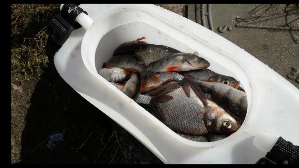 Апрельский жор рыбы, за час поймал больше, чем за несколько дней