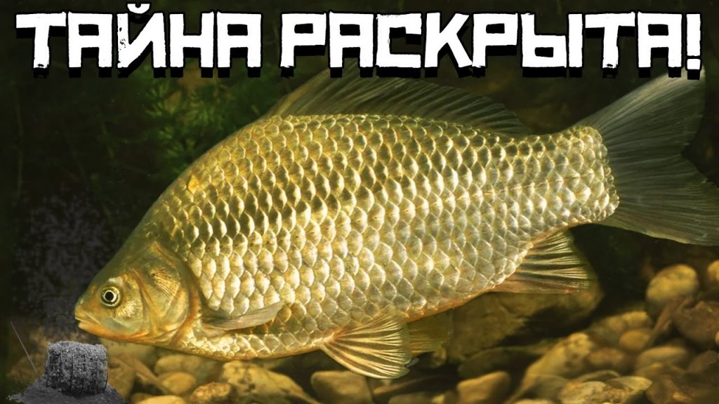 Секретная насадка на карася! Раскрываю тайну! Карась весной 2022 Секретная насадка на карася! Раскрываю тайну! Карась весной 2022