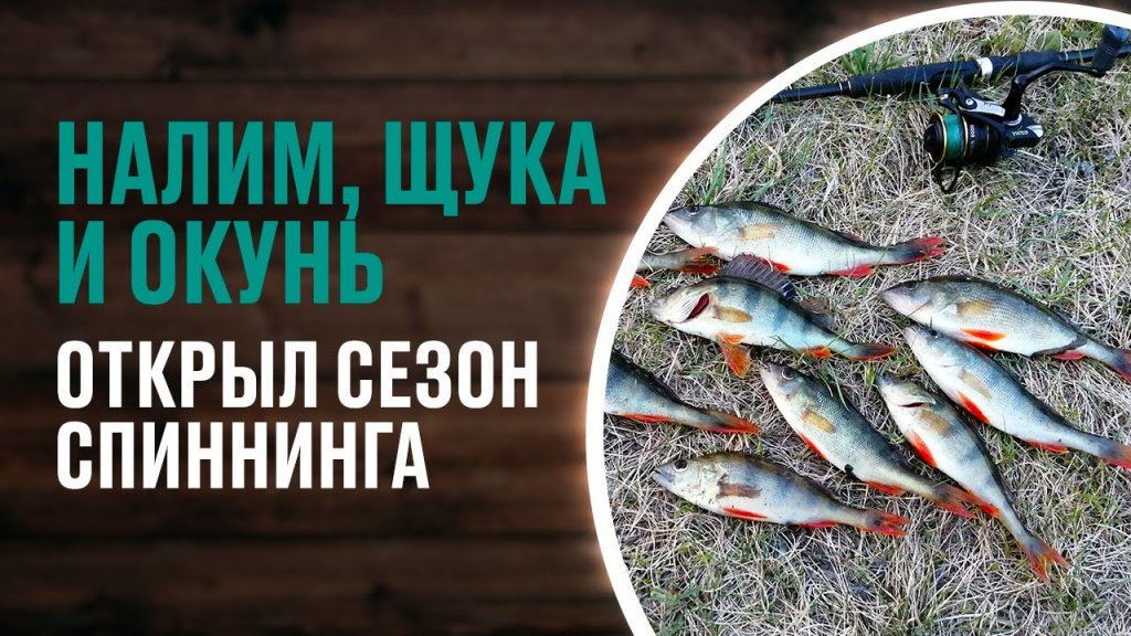 Налим, щука и окунь. Наконец-то поймал ещё одного хорошего налима и открыл спиннинговый сезон 2022. Налим, щука и окунь. Наконец-то поймал ещё одного хорошего налима и открыл спиннинговый сезон 2022.