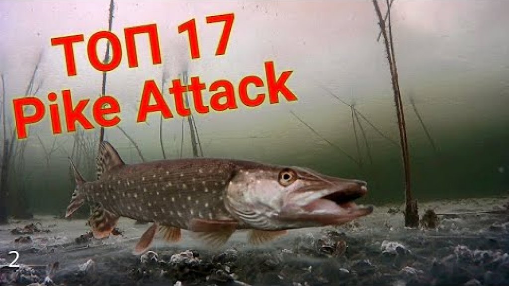 17 ЗРЕЛИЩНЫХ Атак Щуки! Подводная Съёмка! Pike attack