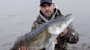 Рыболовные трофеи: огромного судака поймали в низовьях Обского моря на выходных