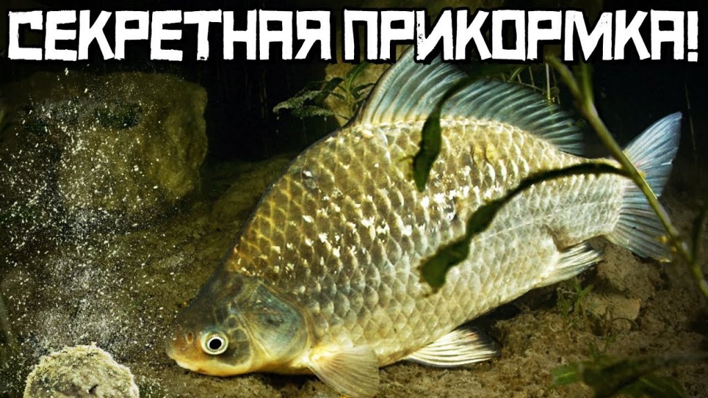 Мой авторский рецепт прикормки для карася. Лучше покупных! Берите на заметку. Мой авторский рецепт прикормки для карася. Лучше покупных! Берите на заметку.