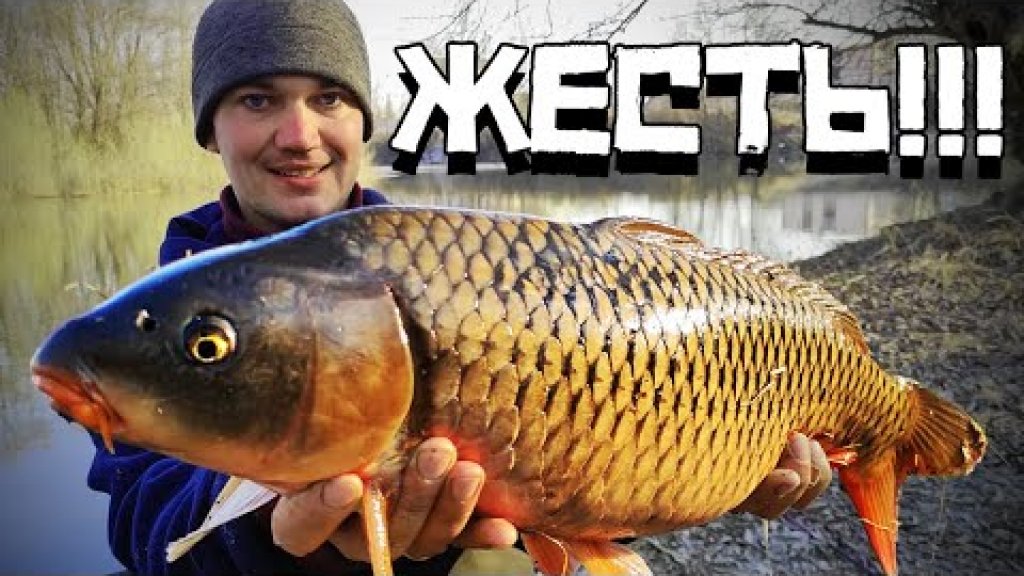 Это жесть! Шок! Сазана - кабаны жрут в черте города Новосибирска! Это жесть! Шок! Сазана - кабаны жрут в черте города Новосибирска!