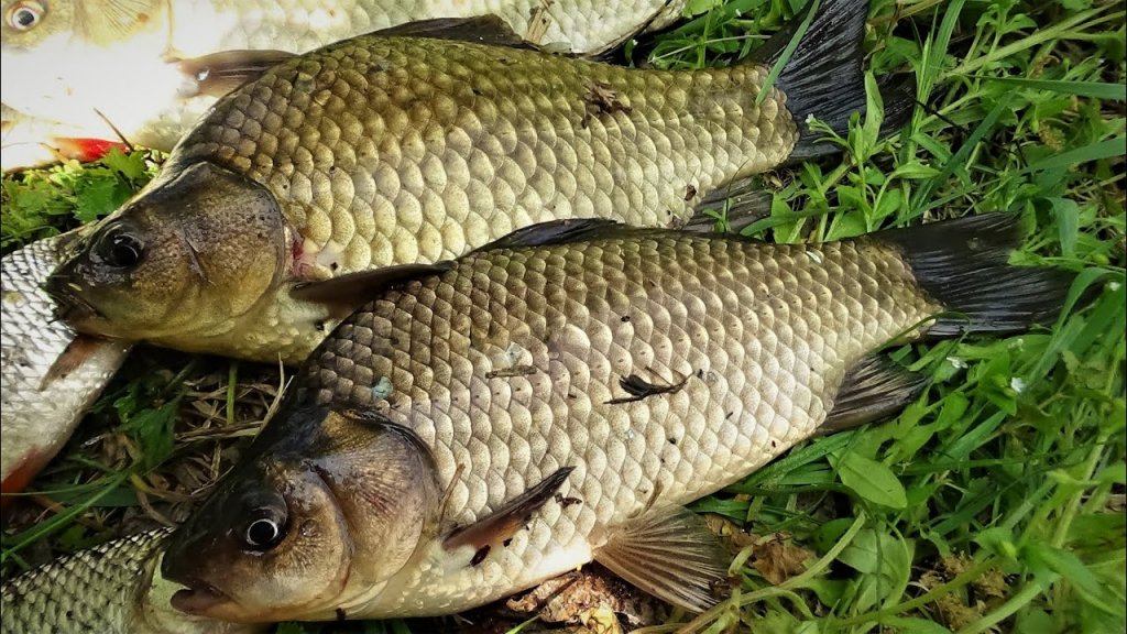 Охота на дикого карася.  Как поймать карася. big carp fishing