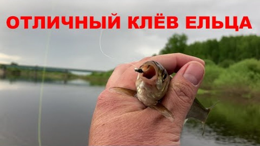 Сходил на рыбалку А ТАМ Отличный клёв Ельца#velskii_hook #tenkara