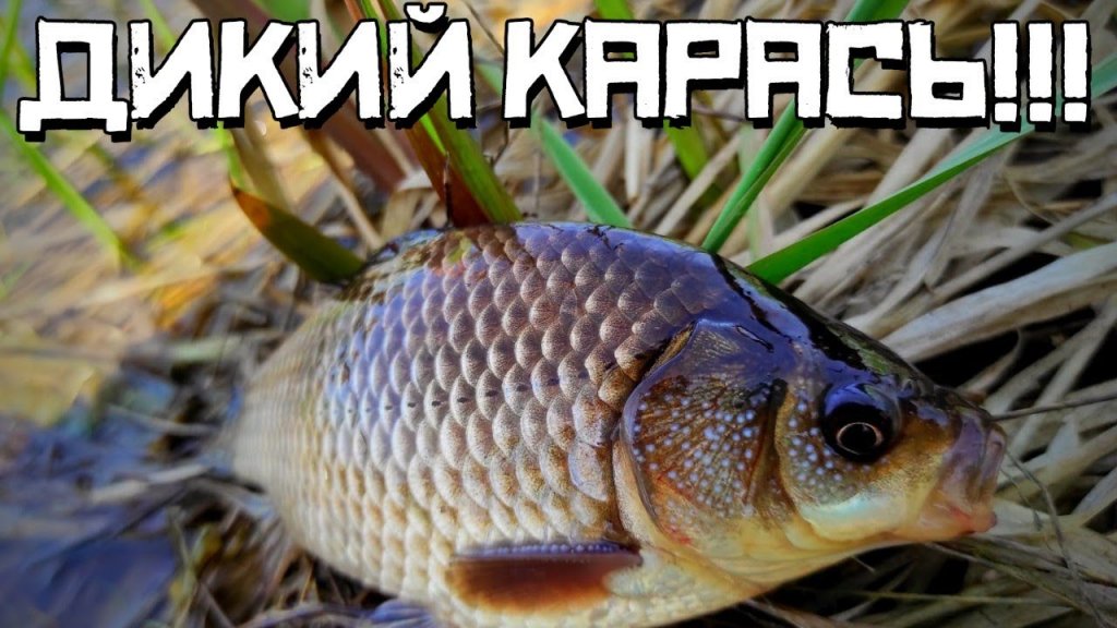 Что за чудо? Тут клюёт дикий карась на поплавок! Рыбалка в красивом месте. Что за чудо? Тут клюёт дикий карась на поплавок! Рыбалка в красивом месте.