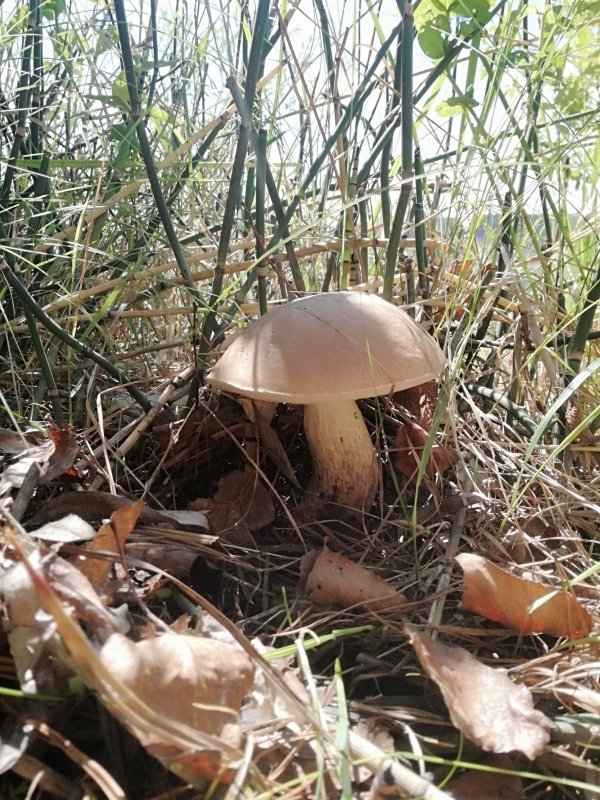 Одинокий гриб