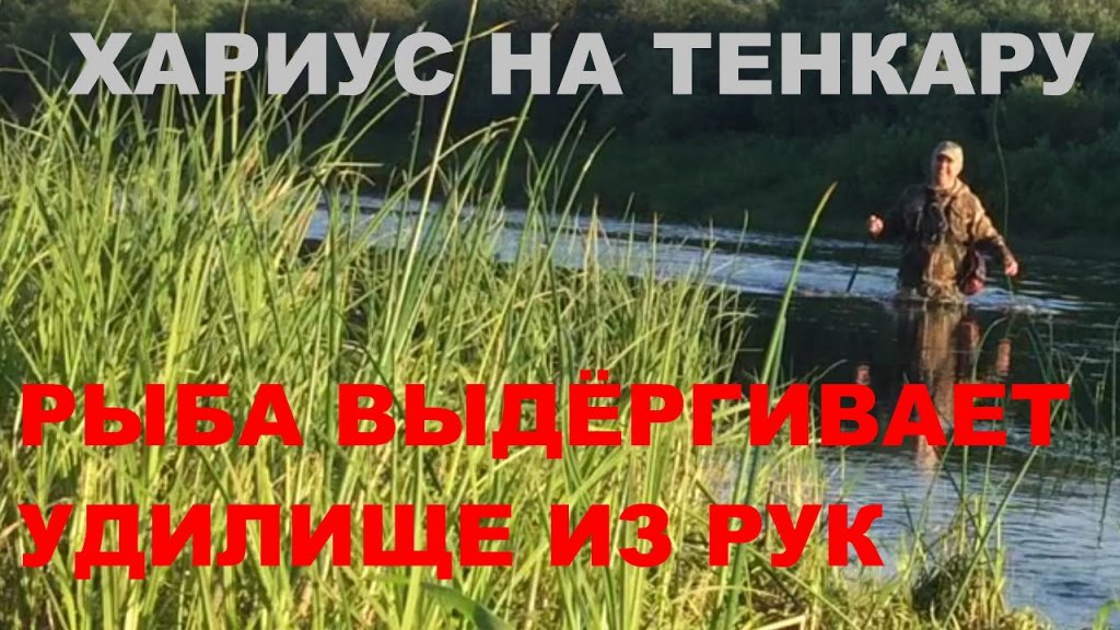 Хариус на тенкару Рыба выдергивает удилище из рук Погоня#velskii_hook #tenkara Хариус на тенкару Рыба выдергивает удилище из рук Погоня#velskii_hook #tenkara