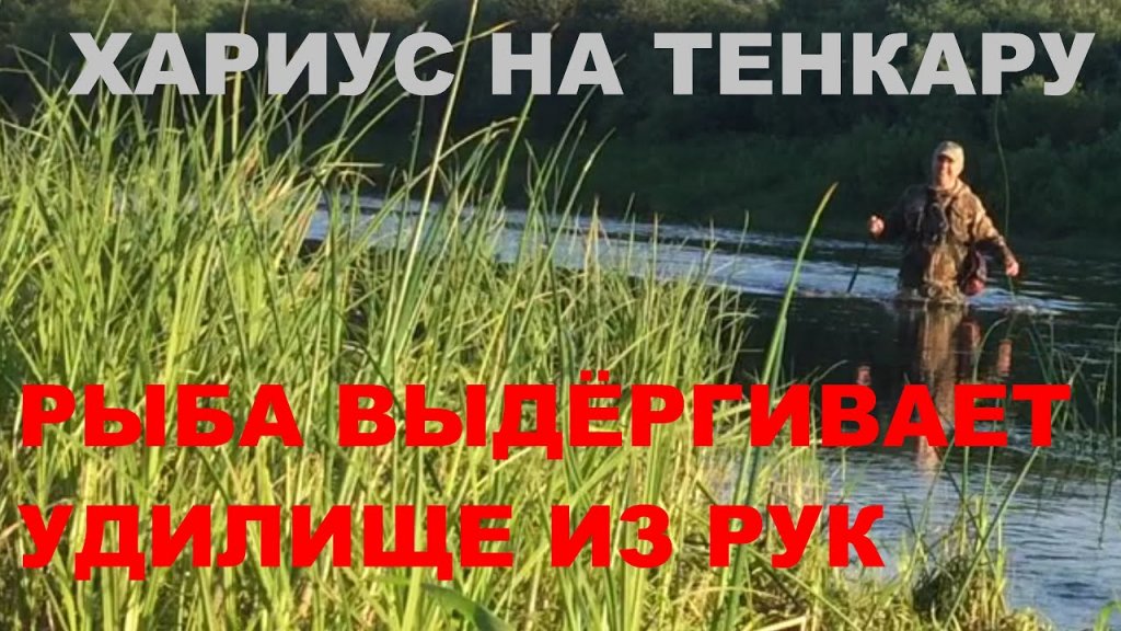 Хариус на тенкару Рыба выдергивает удилище из рук Погоня#velskii_hook #tenkara