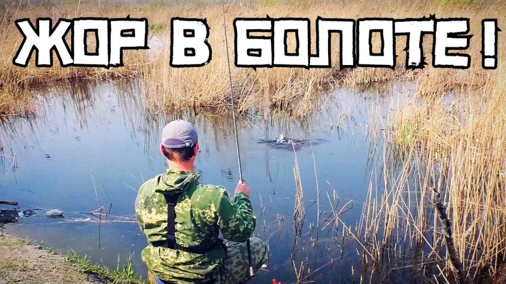 В болоте у трассы карась прёт дуром! В болоте у трассы карась прёт дуром!