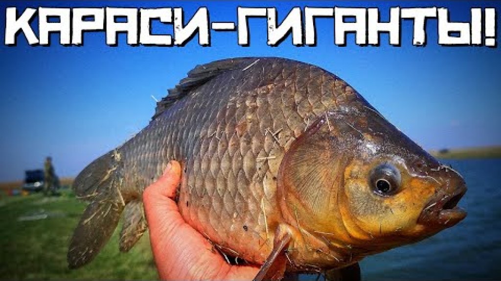 Караси - Гиганты Реки Чулым! Ловля крупного карася в НСО. Караси - Гиганты Реки Чулым! Ловля крупного карася в НСО.