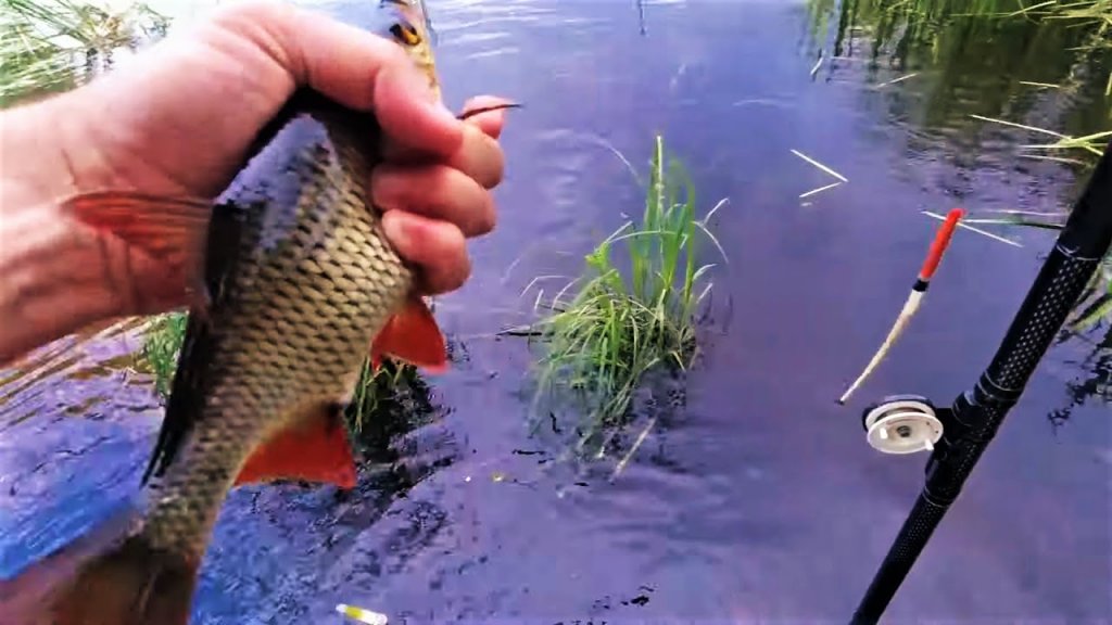 Рыбалка в жару на реке  Где лучше ловить рыбу. fishing