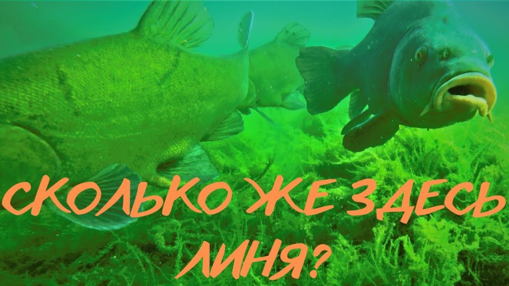 Опустили камеру под воду и обалдели. Сколько же здесь линя? SCHLEIE UNTERWASSER.