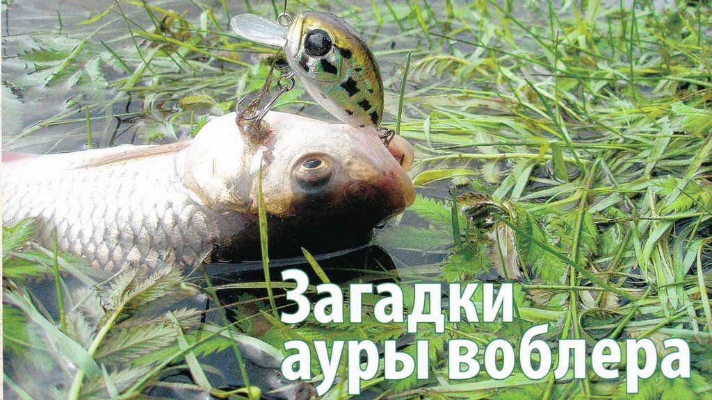 Тайны ауры воблера Тайны ауры воблера