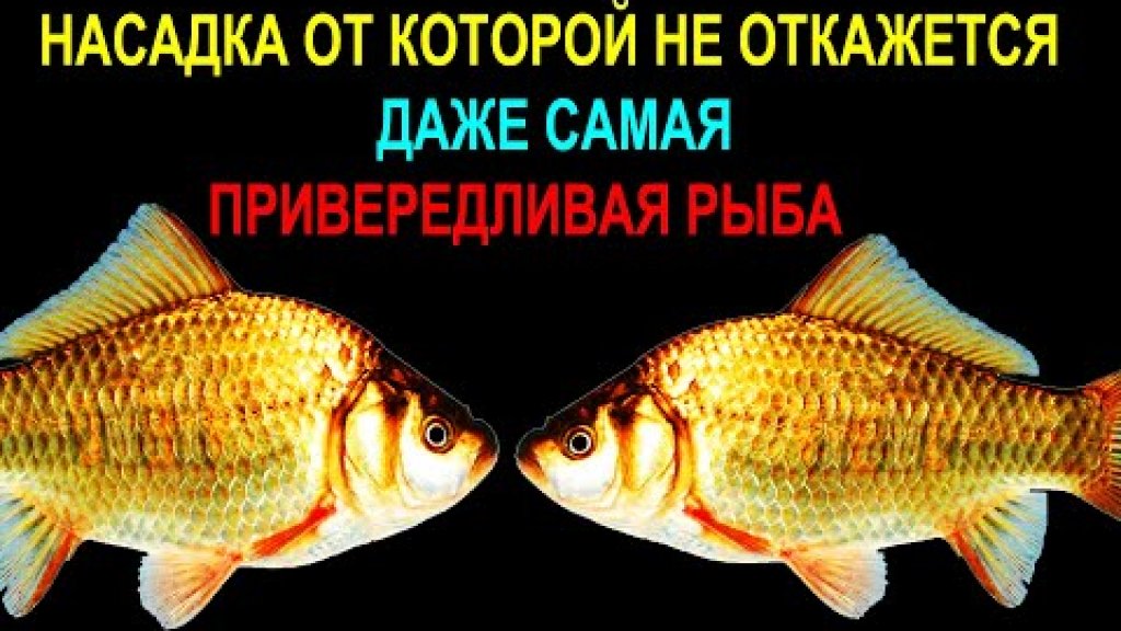 насадка от которой не откажется не одна даже самая привередливая рыба