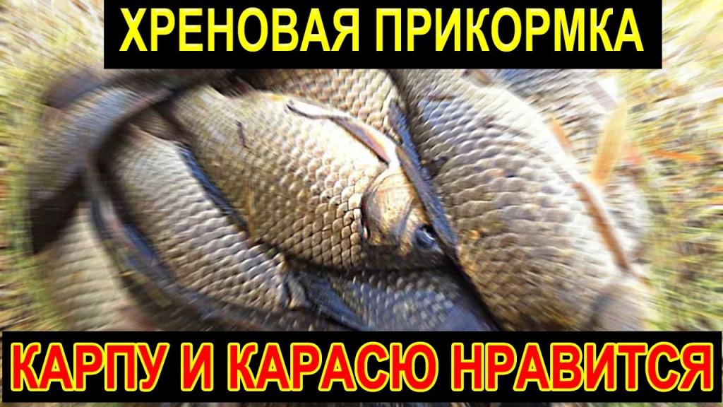 ВСЕ рыбаки говорят, что это ХРЕНОВАЯ ПРИКОРМКА и это правда! А КАРПУ и КАРАСЮ нравится! ВСЕ рыбаки говорят, что это ХРЕНОВАЯ ПРИКОРМКА и это правда! А КАРПУ и КАРАСЮ нравится!