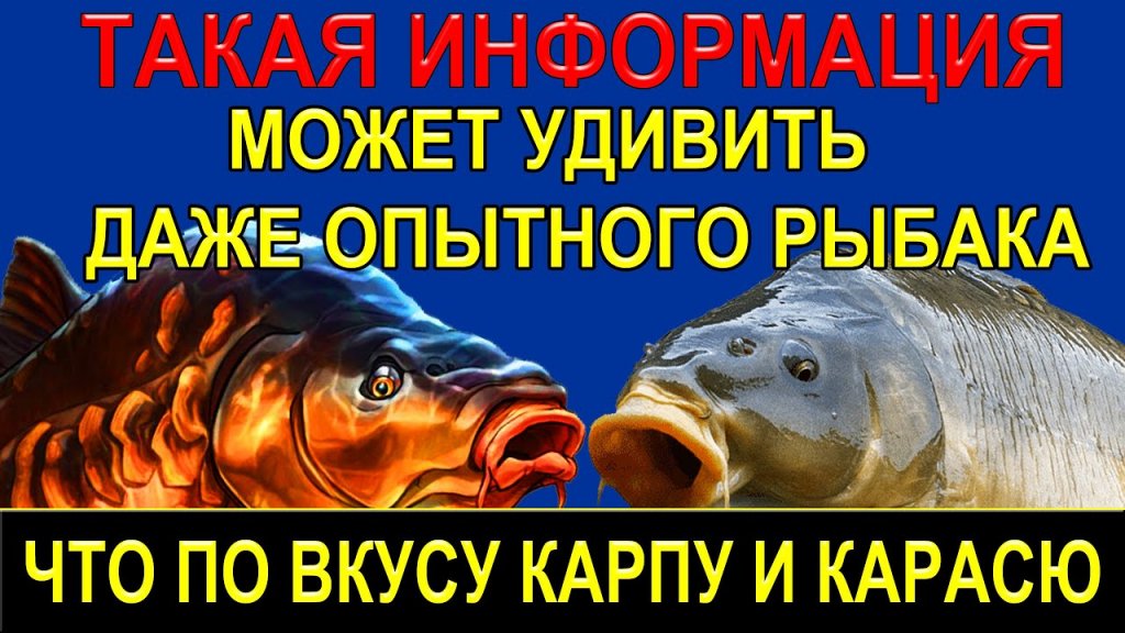 Из это можно сделать хорошую прикормку и использовать для ловли карпа, карася на рыбалке на удочку Из это можно сделать хорошую прикормку и использовать для ловли карпа, карася на рыбалке на удочку