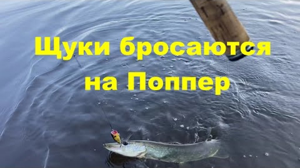 Щуки бросаются на Поппер