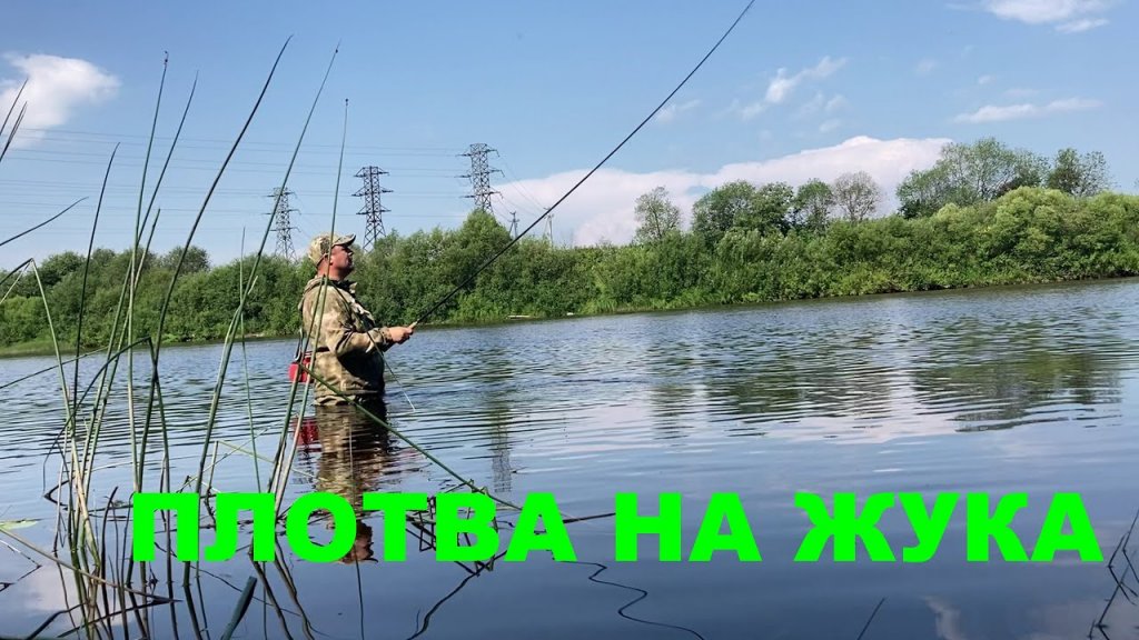 Плотва на жука с поверхности воды Плотва на жука с поверхности воды