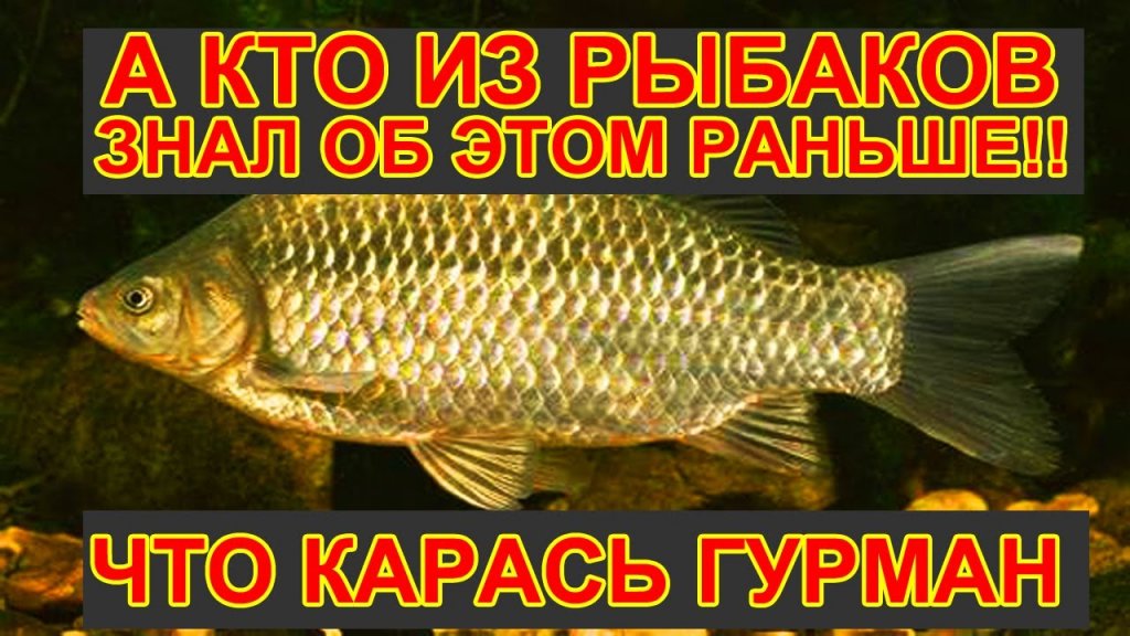 На эти насадки из овощей клюёт только карась Две насадки на карася своими руками На эти насадки из овощей клюёт только карась Две насадки на карася своими руками