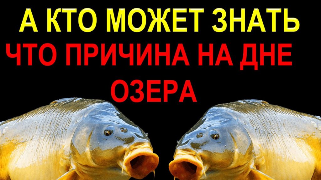 Когда КАРПОВЫЙ МОНТАЖ Вас может ПОДВЕСТИ, при ловле КАРПА ,КАРАСЯ на озере!! И почему! Когда КАРПОВЫЙ МОНТАЖ Вас может ПОДВЕСТИ, при ловле КАРПА ,КАРАСЯ на озере!! И почему!