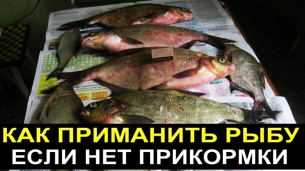 Как приманить рыбу к месту ловли если нет прикормки Как приманить рыбу к месту ловли если нет прикормки
