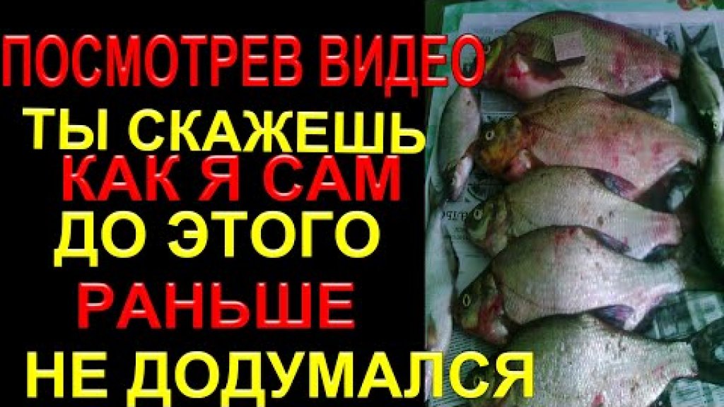 Смотри видео и ты узнаешь как улучшить клёв капризной рыбы летом Смотри видео и ты узнаешь как улучшить клёв капризной рыбы летом