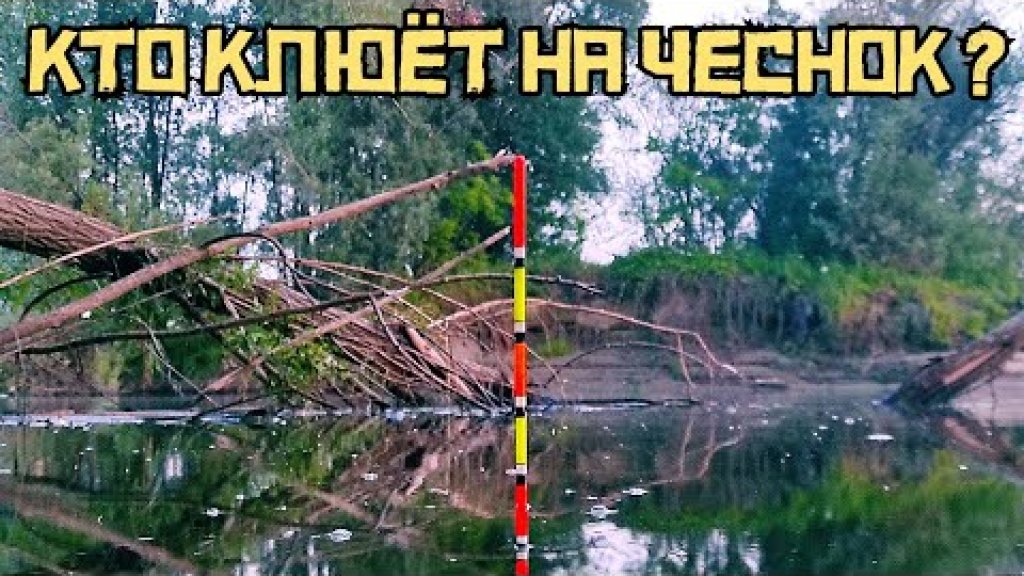 Чесночная жижа сработала! Это карась или лещ? Чесночная жижа сработала! Это карась или лещ?