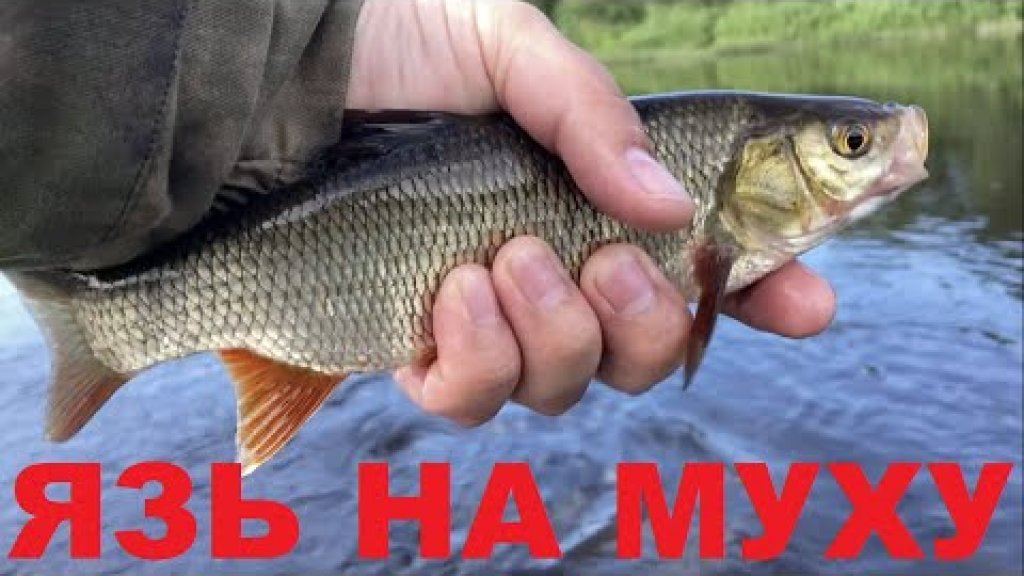 Язь на муху Язь на муху