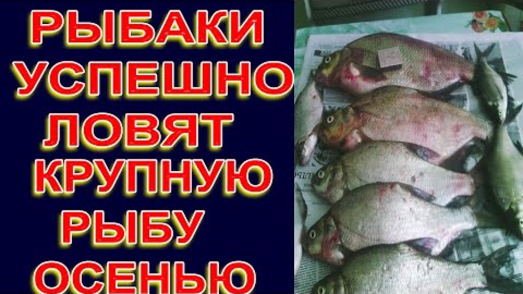 Только крупная рыба будет ловиться на эту насадку осенью лещ, карп, крупный карась Только крупная рыба будет ловиться на эту насадку осенью лещ, карп, крупный карась