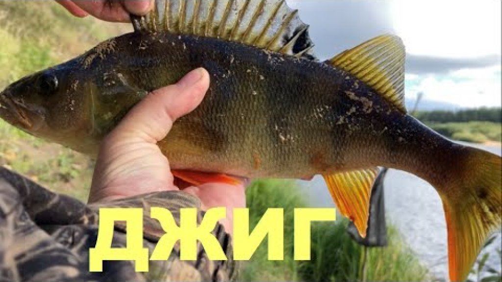 Окуни полкило на джиг с берега Спиннинг в дугу #velskii_hook #jig Окуни полкило на джиг с берега Спиннинг в дугу #velskii_hook #jig