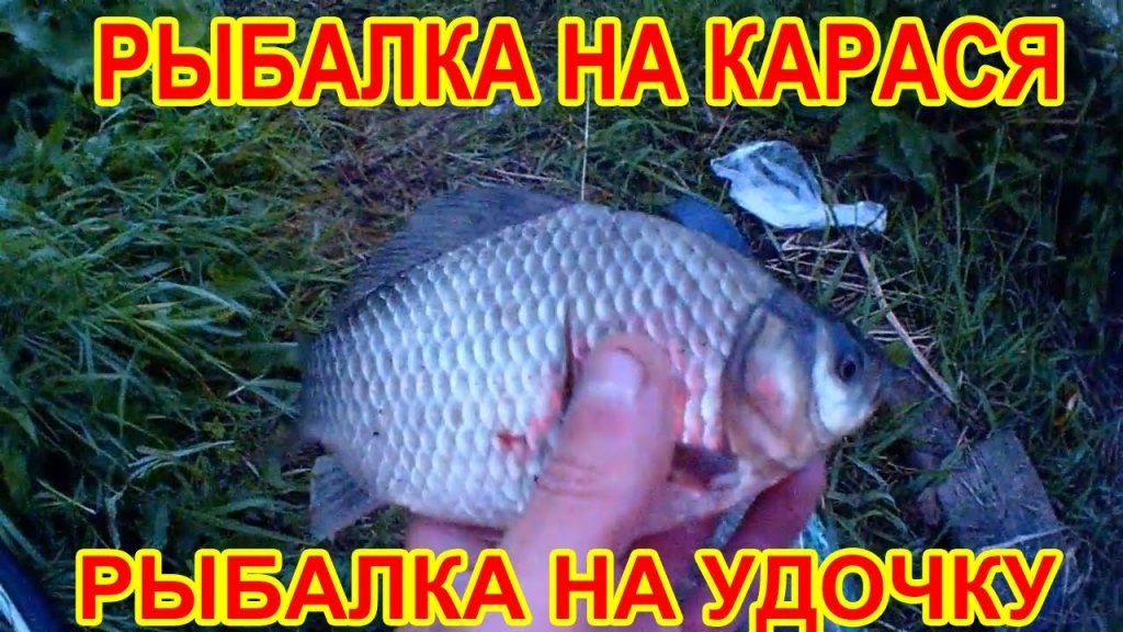 Ловля карася на поплавок, рыбалка на удочку, рыбалка на карася, рыбалка на поплавок Ловля карася на поплавок, рыбалка на удочку, рыбалка на карася, рыбалка на поплавок