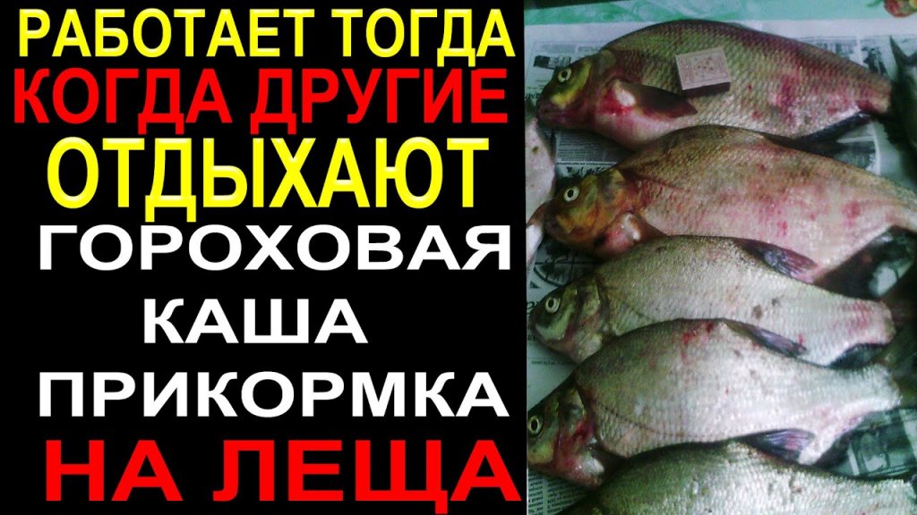 Каша Прикормка Которой я Ловлю Лещей Работает по Лещу Когда Другие Отдыхают! Гороховая Прикормка Каша Прикормка Которой я Ловлю Лещей Работает по Лещу Когда Другие Отдыхают! Гороховая Прикормка