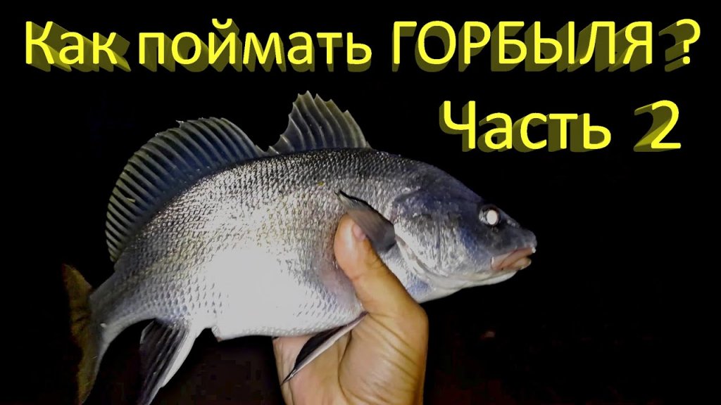 Как поймать горбыля на спиннинг? Часть 2