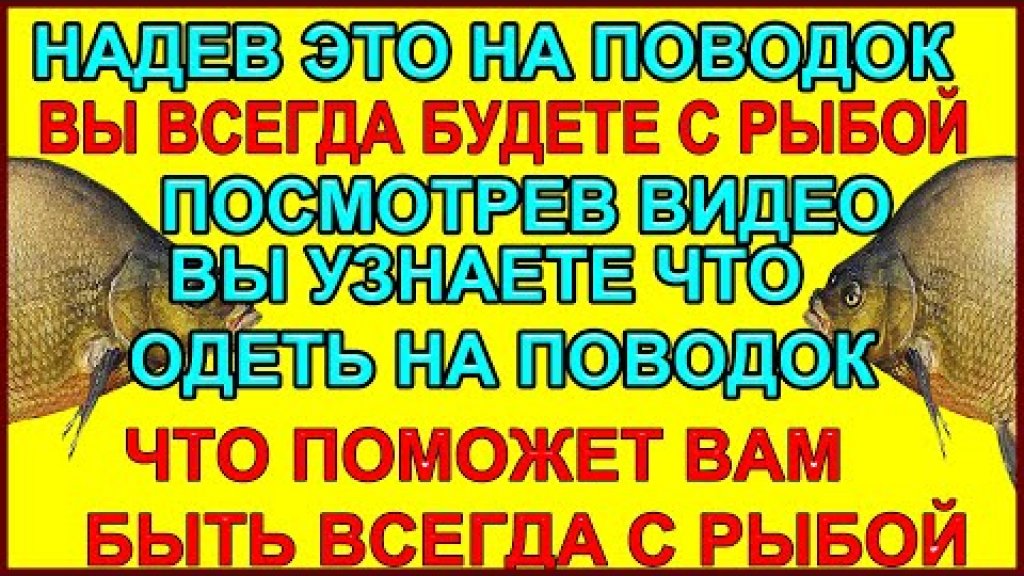 Всегда будете с рыбой одев это на поводок в донной ловле на реке Всегда будете с рыбой одев это на поводок в донной ловле на реке