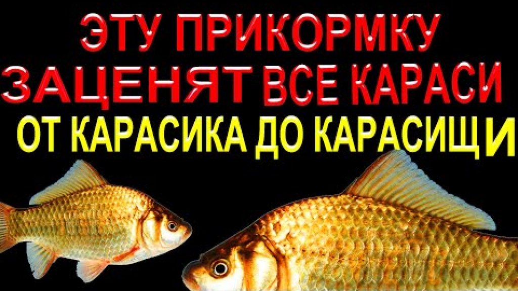 Прикормка на КАРАСЯ для ловли на УДОЧКУ из КАБАЧКА своими руками Прикормка на КАРАСЯ для ловли на УДОЧКУ из КАБАЧКА своими руками
