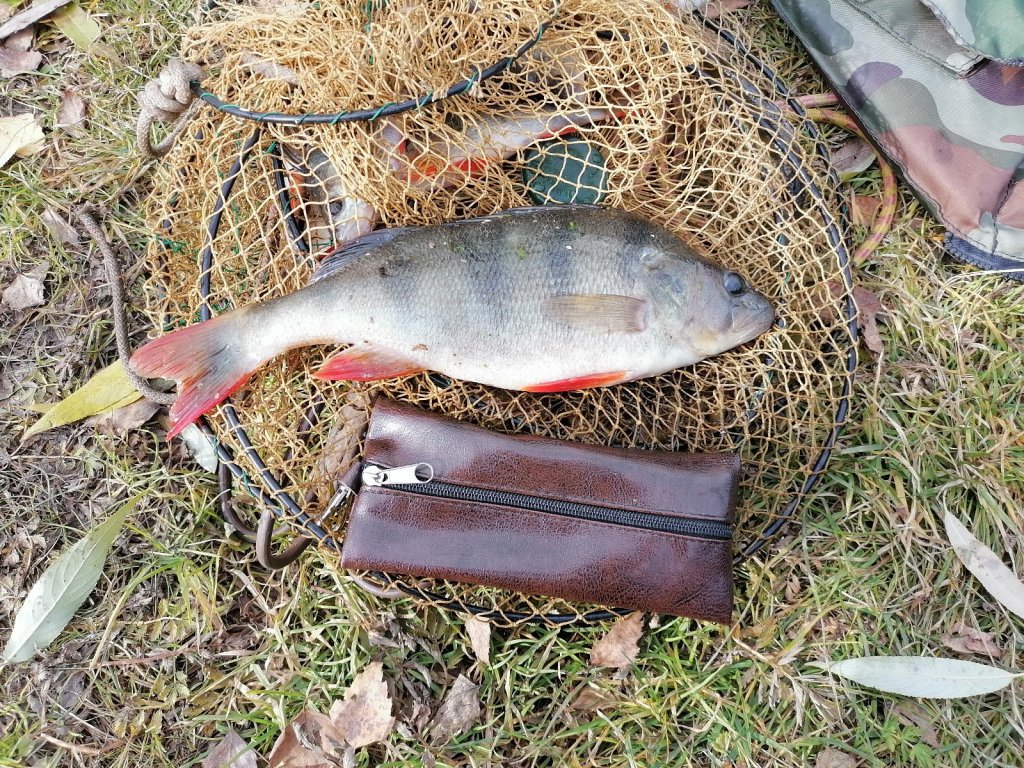 Такая рыба ловиться на малых реках Коченевского района