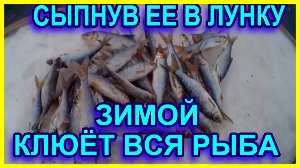 Вся рыба клюёт зимой на мормышку насыпав её в лунку. Всегда с уловом Вся рыба клюёт зимой на мормышку насыпав её в лунку. Всегда с уловом