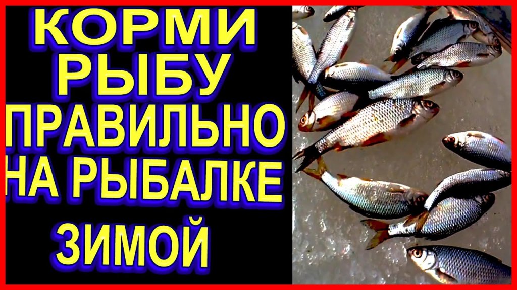 ВСЕГДА БУДЕШЬ С РЫБОЙ НА РЫБАЛКЕ зимой, когда и сколько нужно добавлять прикормки в лунку ВСЕГДА БУДЕШЬ С РЫБОЙ НА РЫБАЛКЕ зимой, когда и сколько нужно добавлять прикормки в лунку
