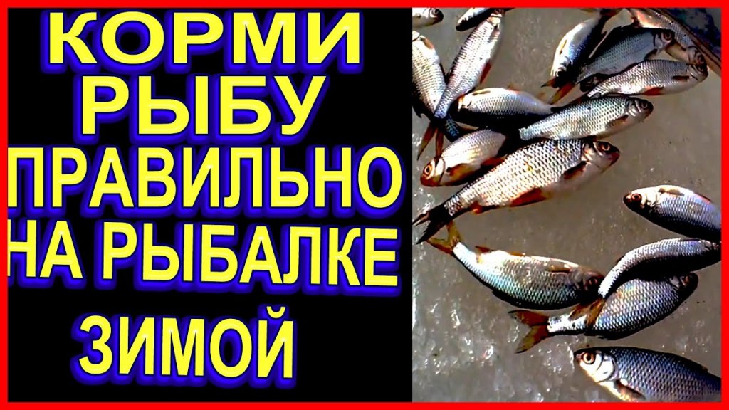 ВСЕГДА БУДЕШЬ С РЫБОЙ НА РЫБАЛКЕ  зимой, когда и сколько нужно добавлять прикормки в лунку