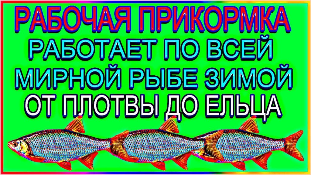 Не бываю без рыбы с такой прикормкой которая  работает по всей мирной рыбе на реке зимой