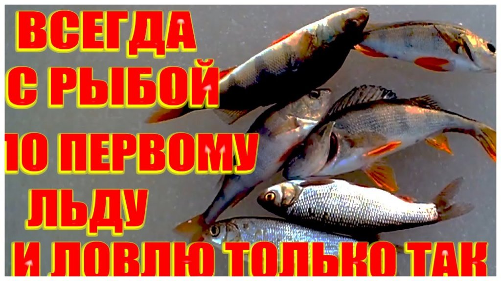 На Зимней Рыбалке Ловлю Только так по Первому Льду и Всегда с Окунем, Плотвой, голавлём, ельцом