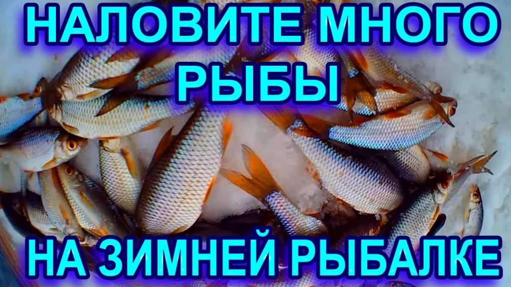 С такой прикормкой любой рыбак наловит много рыбы на зимней рыбалке С такой прикормкой любой рыбак наловит много рыбы на зимней рыбалке