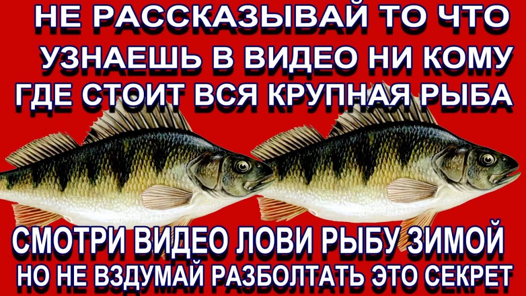 Открываю вам секрет! Где стоит крупная рыба в начале зимы! Там ловил 1 рыбак из 100 Открываю вам секрет! Где стоит крупная рыба в начале зимы! Там ловил 1 рыбак из 100