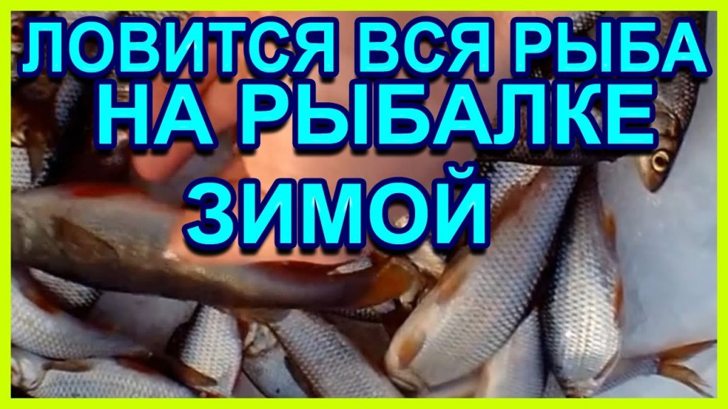 Зимой ловится вся рыба от плотвы до окуня и всегда с уловом на зимней рыбалке