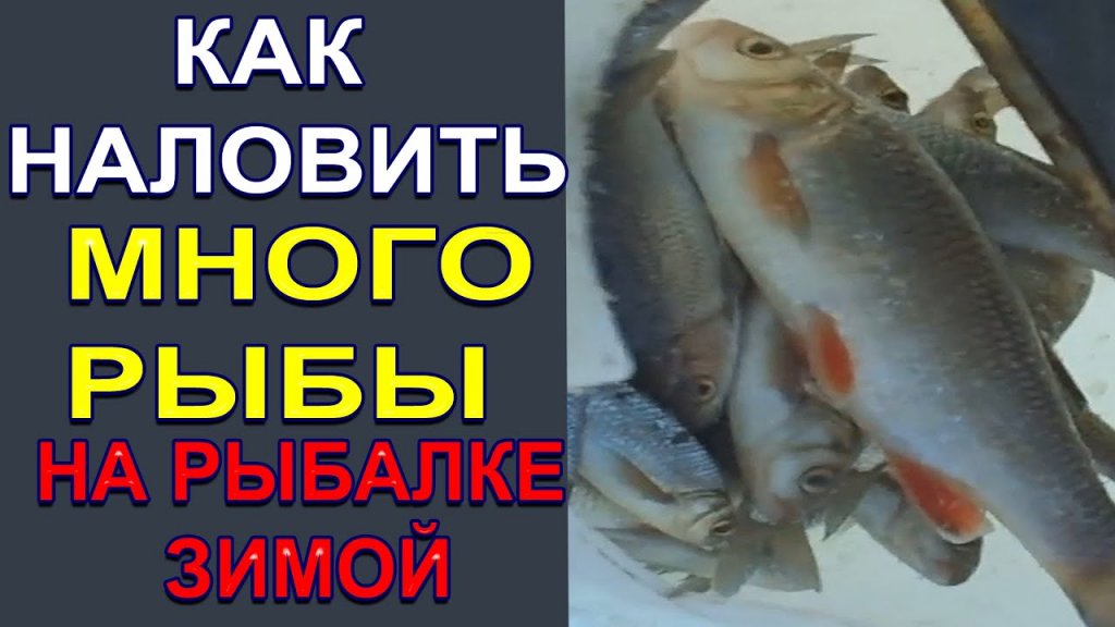 Как наловить МНОГО РЫБЫ на зимней рыбалке Как наловить МНОГО РЫБЫ на зимней рыбалке